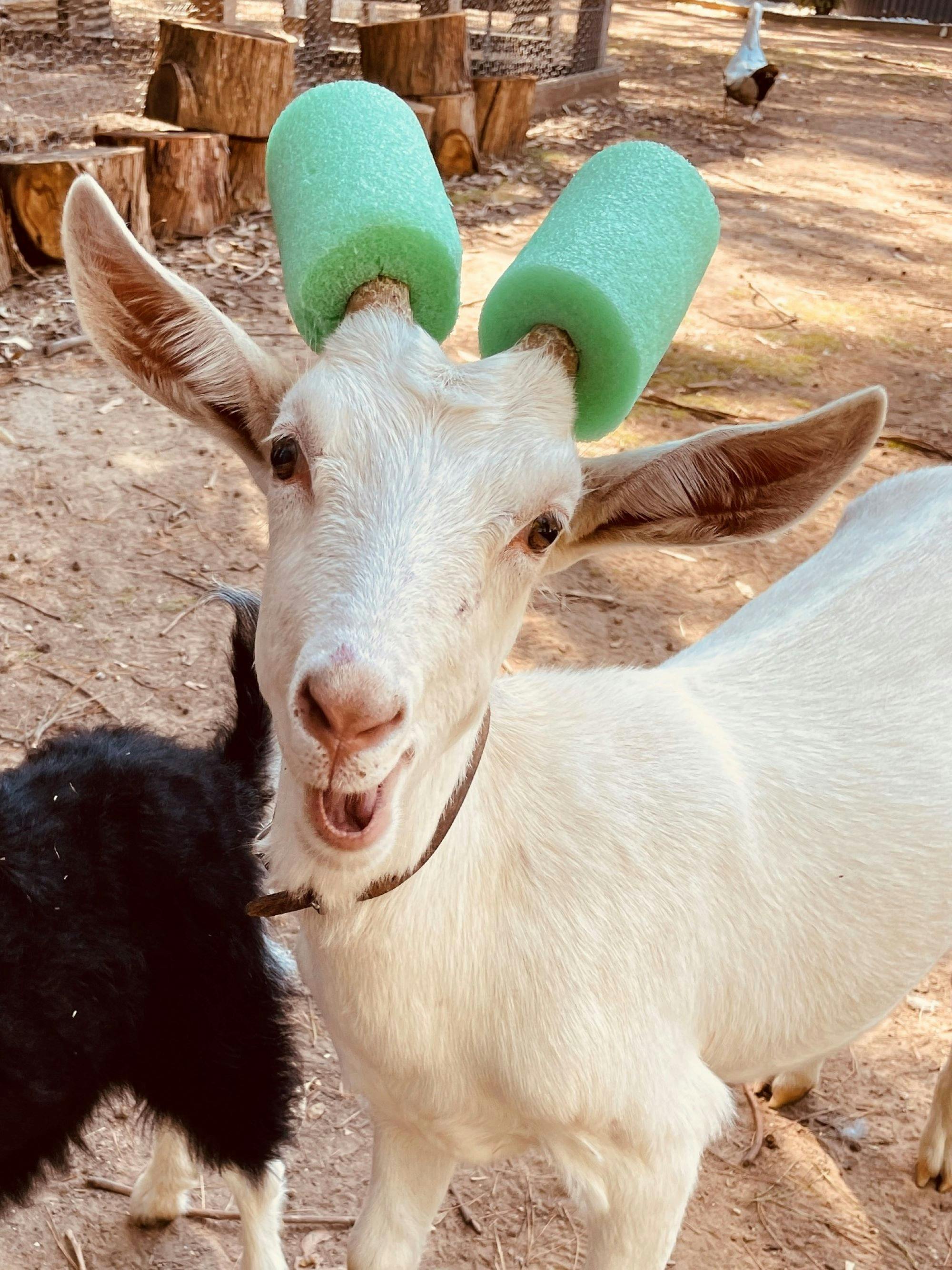 Goat with pool noodles