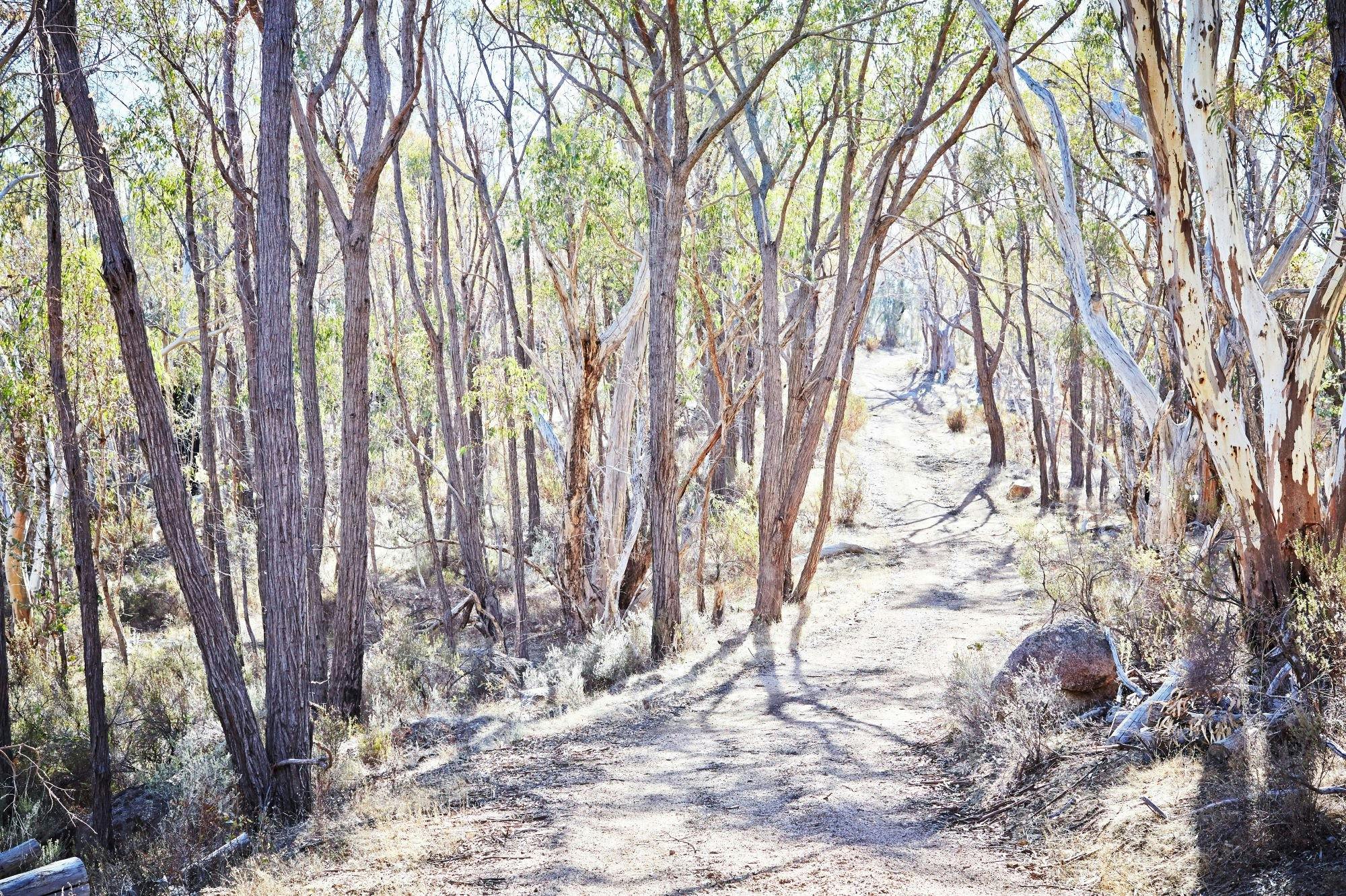 Dirt walking track, gum trees, rocks, bark, bush debris, sunrise, sun filtering through trees