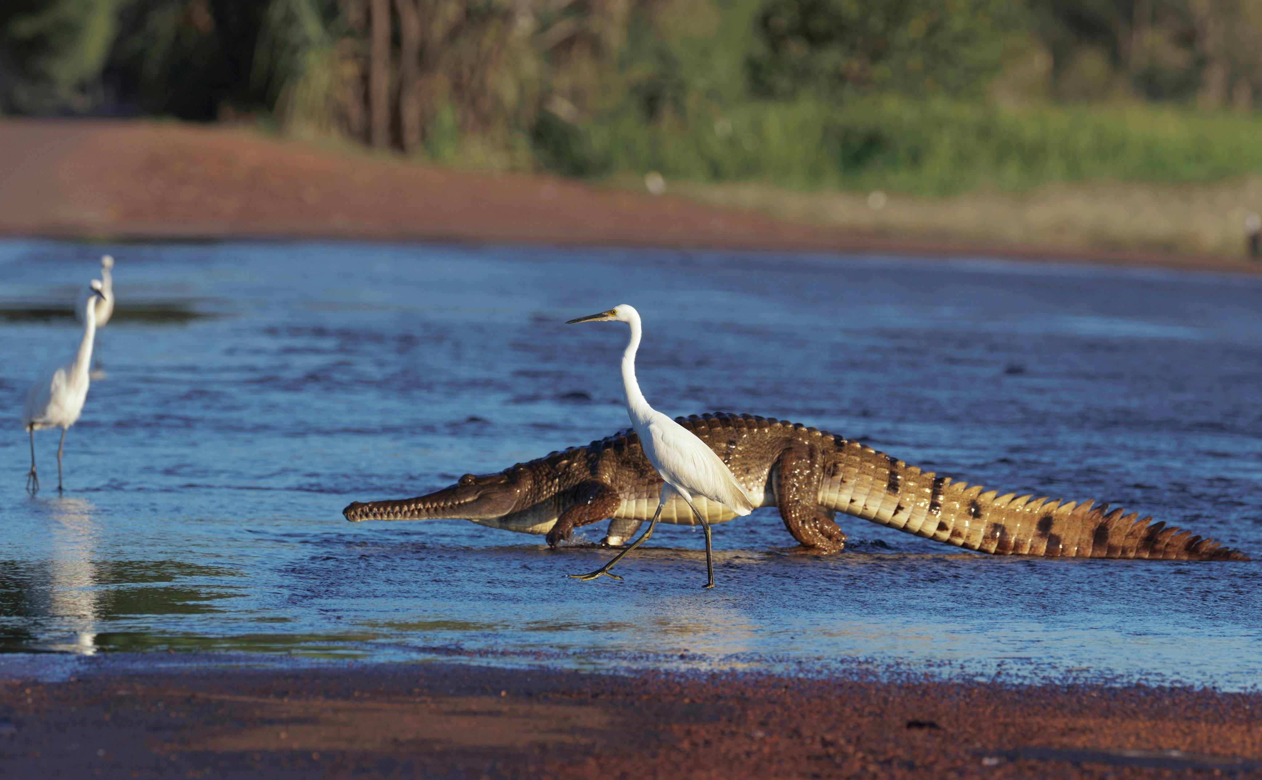 Freshwater crocodile and Little Egret cross the road together at Fogg Dam, Northern Territory