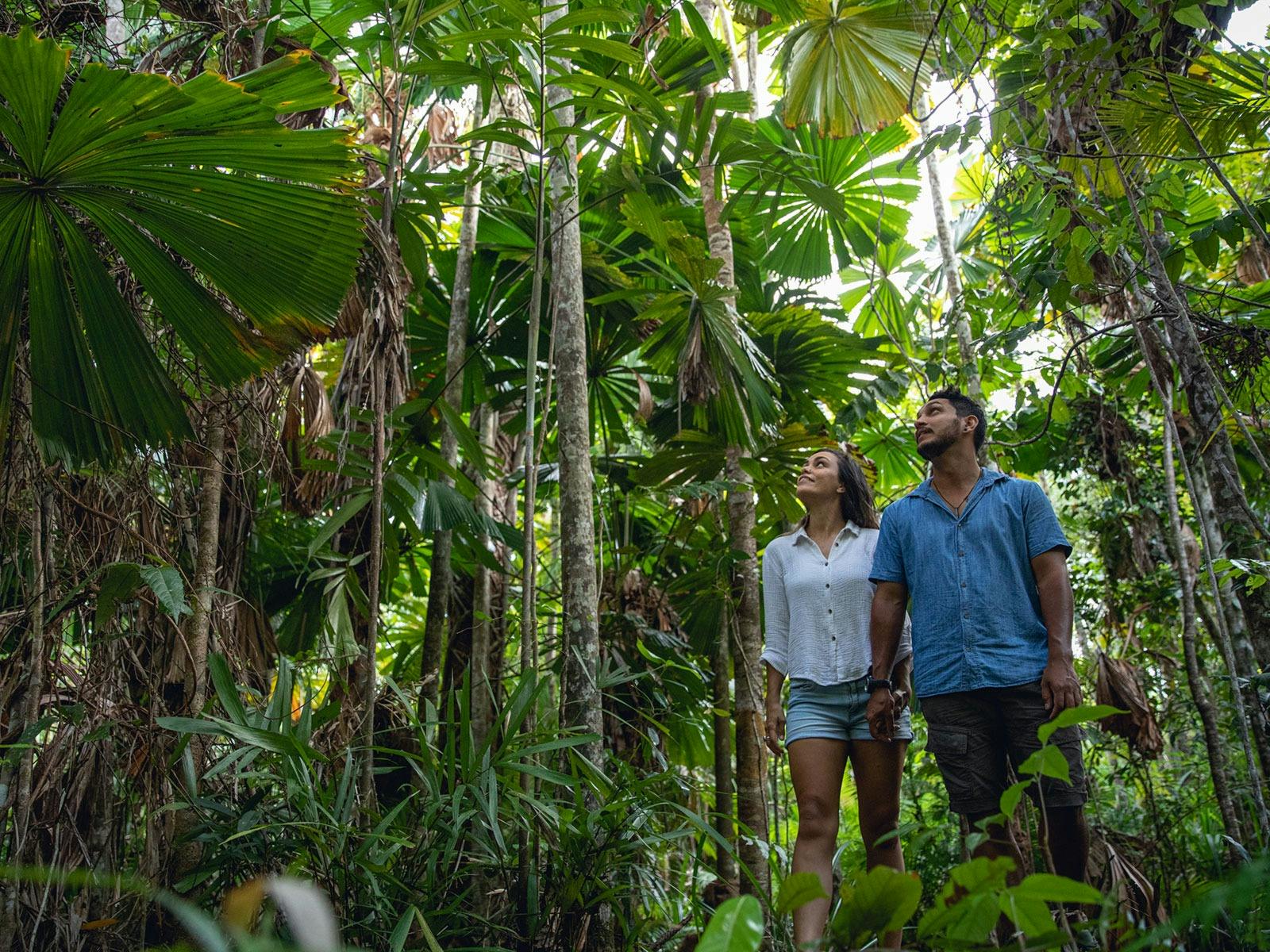 Licuala Rainforest Circuit