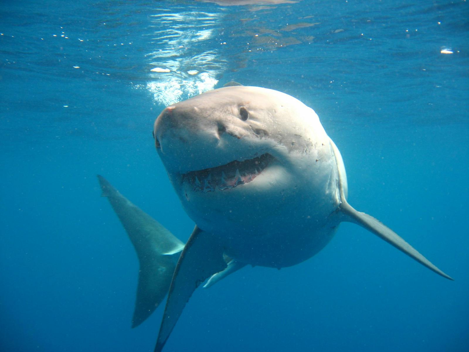 GREAT WHITE SHARK