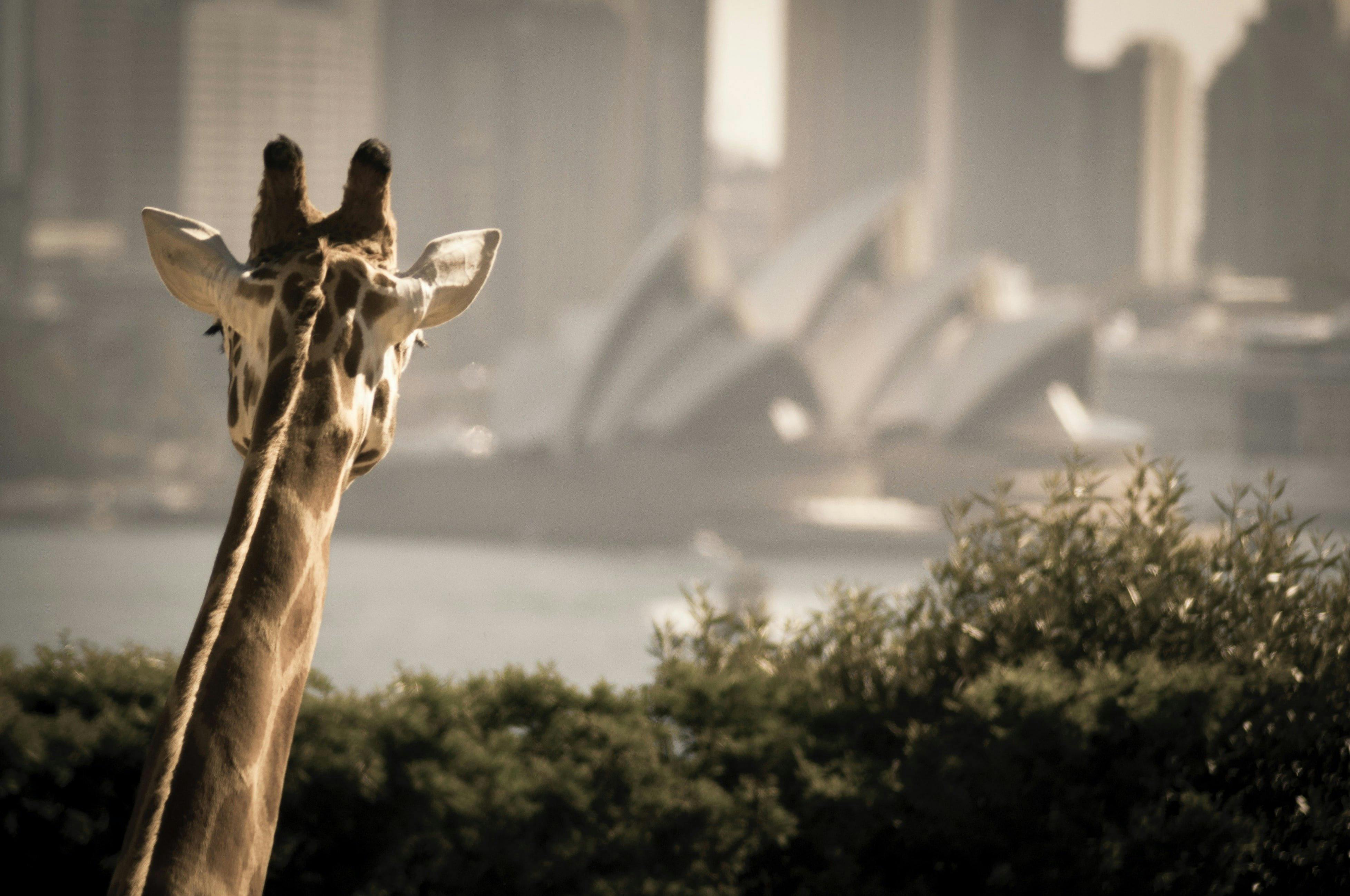 Giraffes on Taronga Zoo