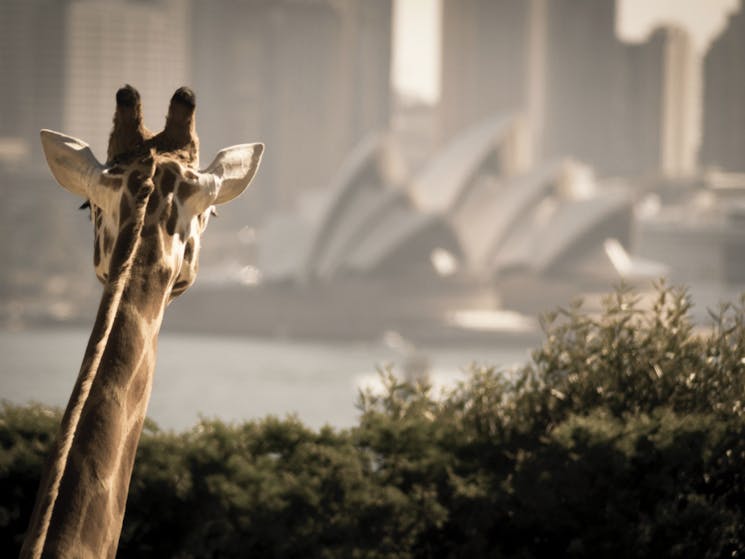 Giraffes on Taronga Zoo
