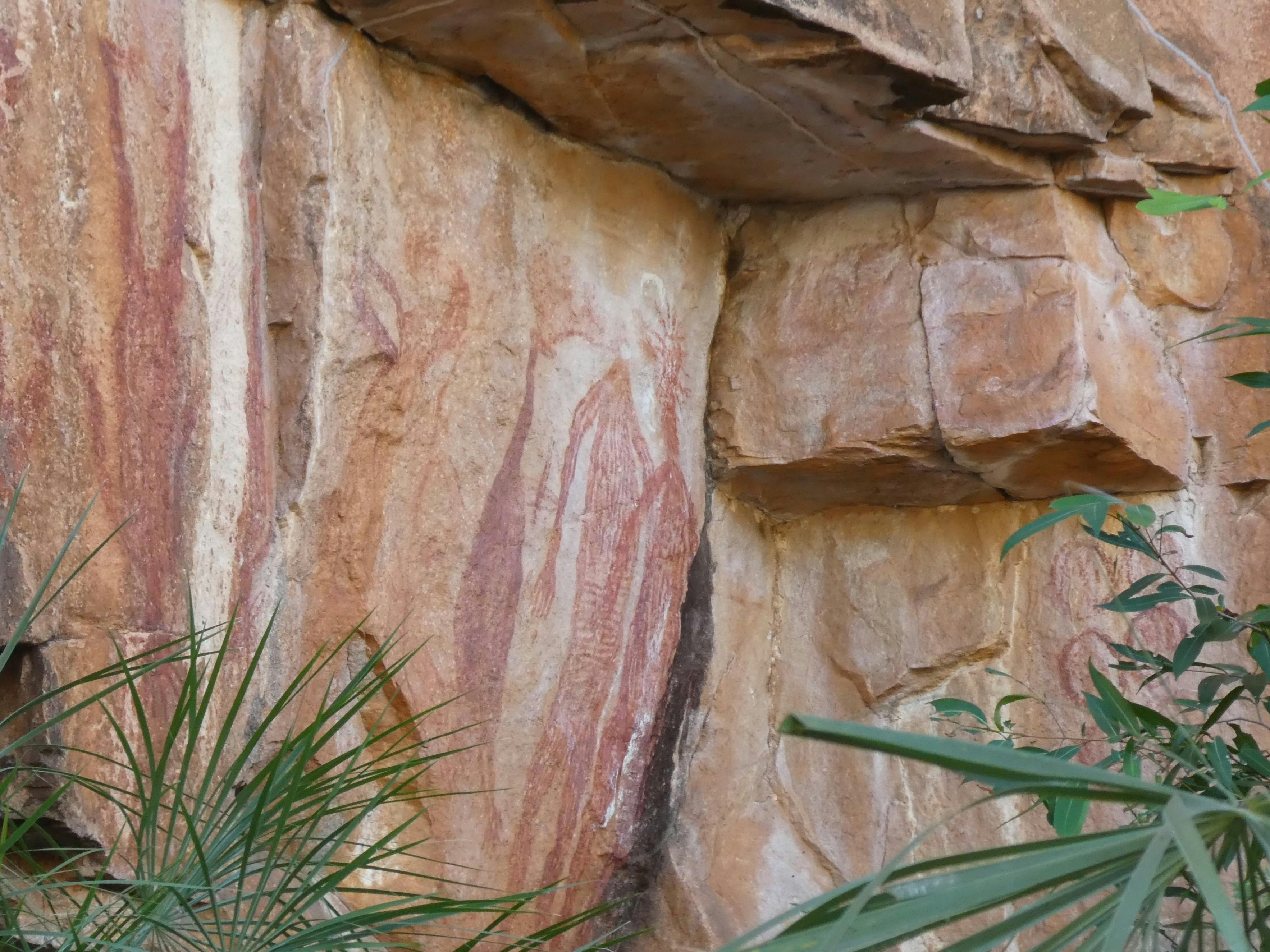 Pandana tree in the front and large Aboriginal Rock Art in the background
