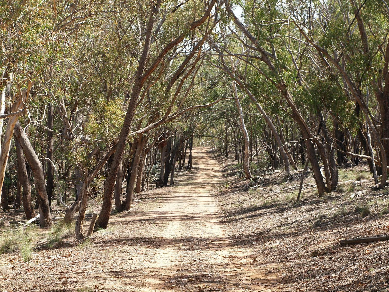 Trail with dicernible tyre tracks through eucalypt woodland