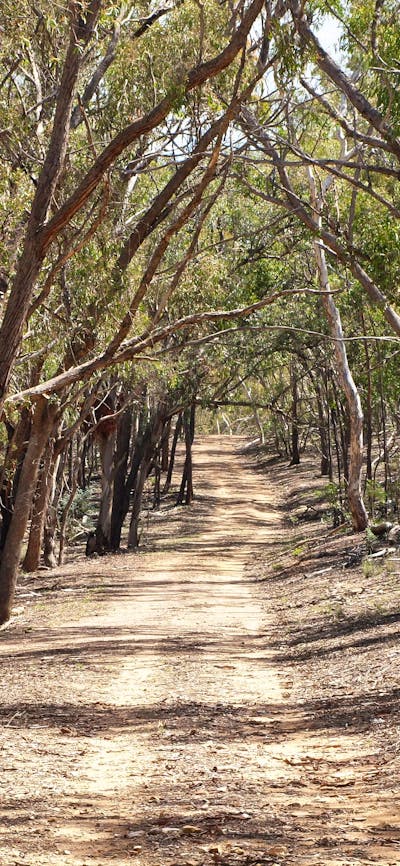 Trail with dicernible tyre tracks through eucalypt woodland