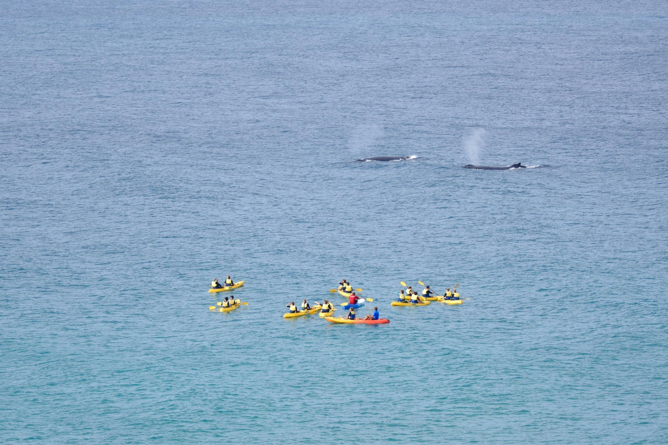 Whale Watching Ocean Kayaking & Beach 4X4 Tour - Rainbow Beach