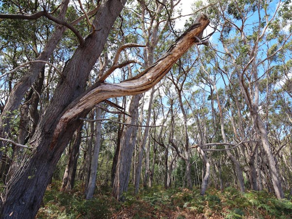 Penambol Conservation Park