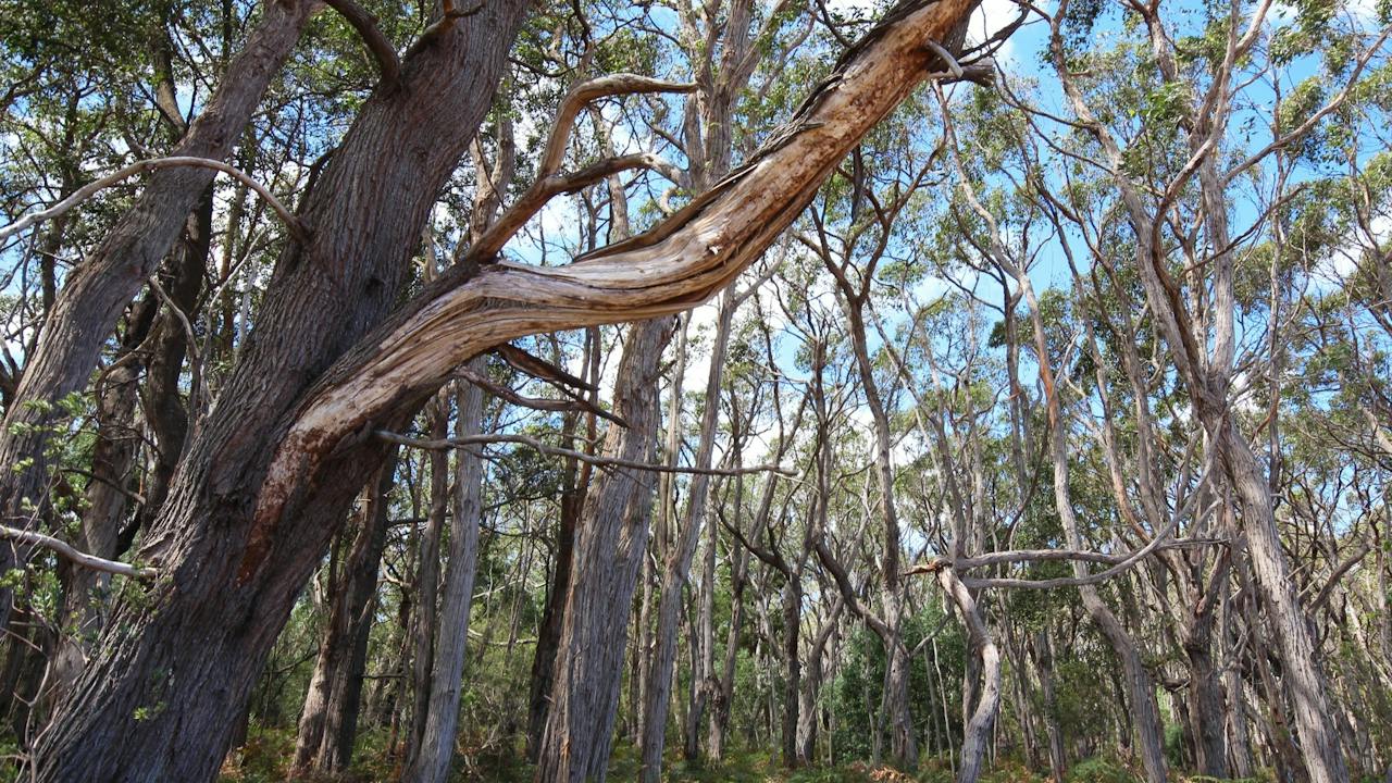 Penambol Conservation Park