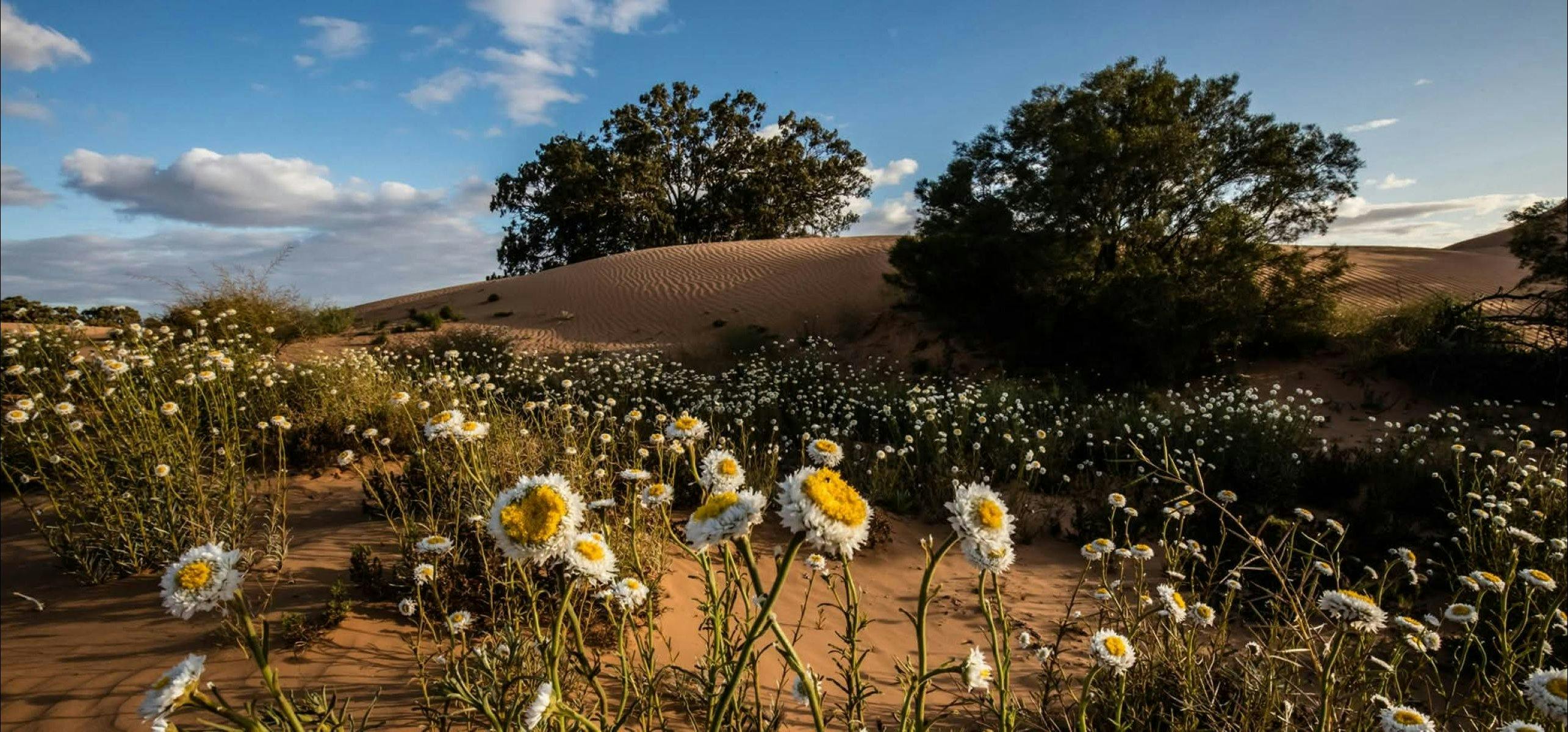 Sturt Wildflower Expedition