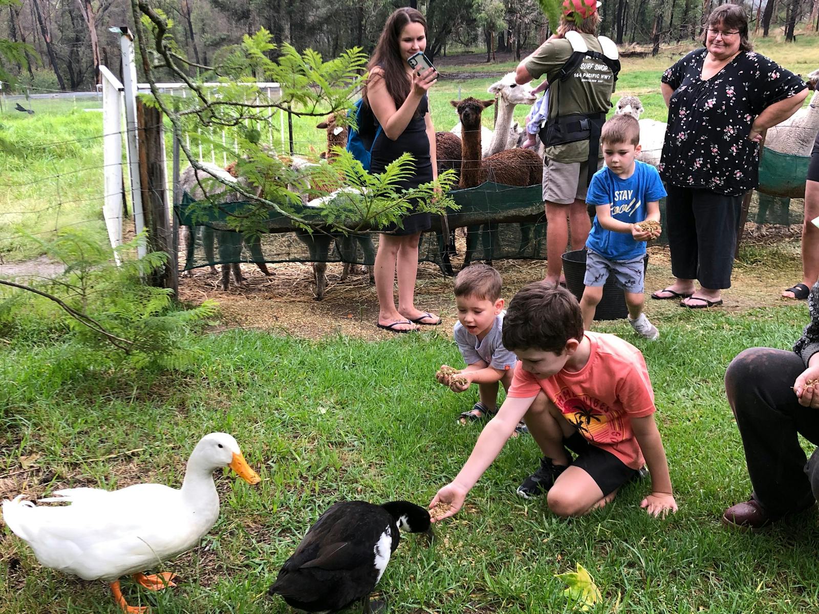 Madisons Mountain Retreat animal feeding
