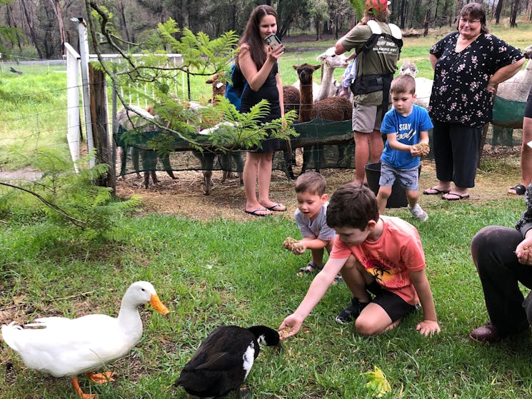 Madisons Mountain Retreat animal feeding