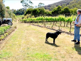 Archie and Andy at Every Man and His Dog Vineyard Richmond Tasmania