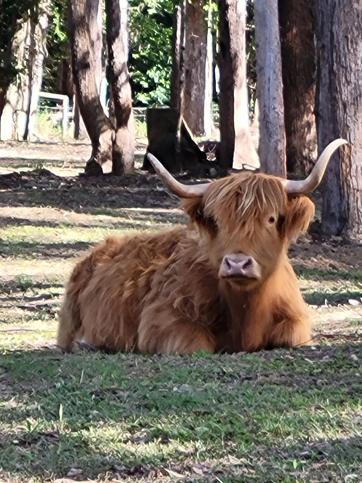 Mini Tails Private Sanctuary Tour