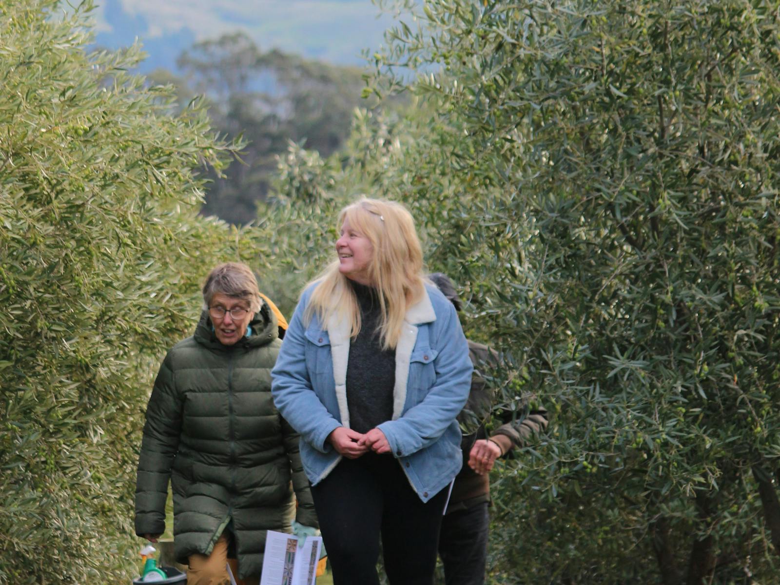 Image for In the olive orchard- A tasting and learning olive experience
