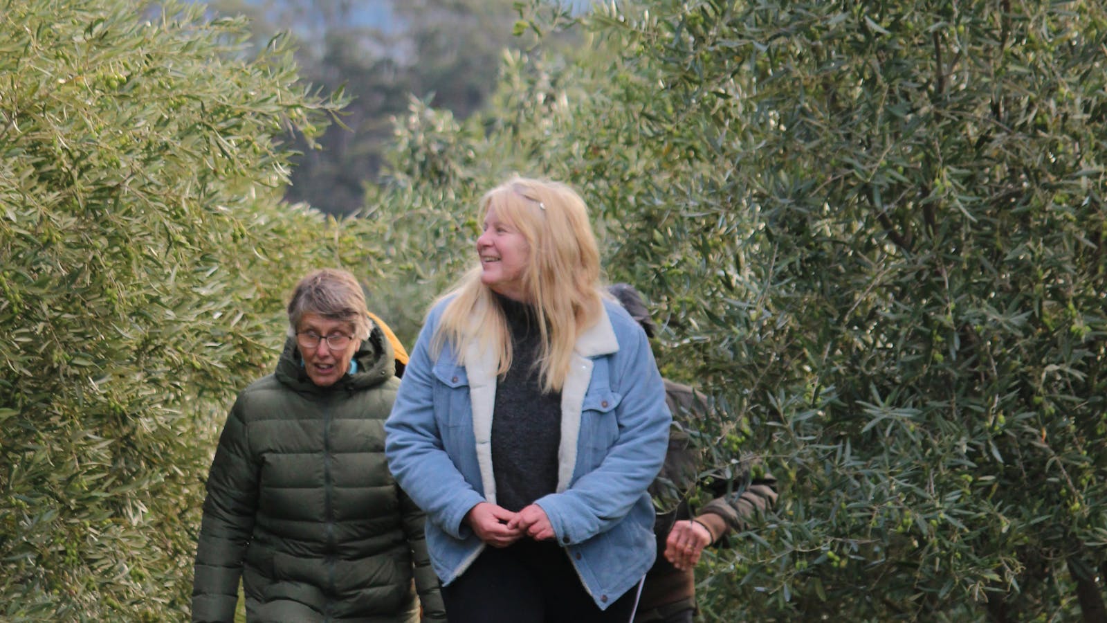 Touring the olive orchard