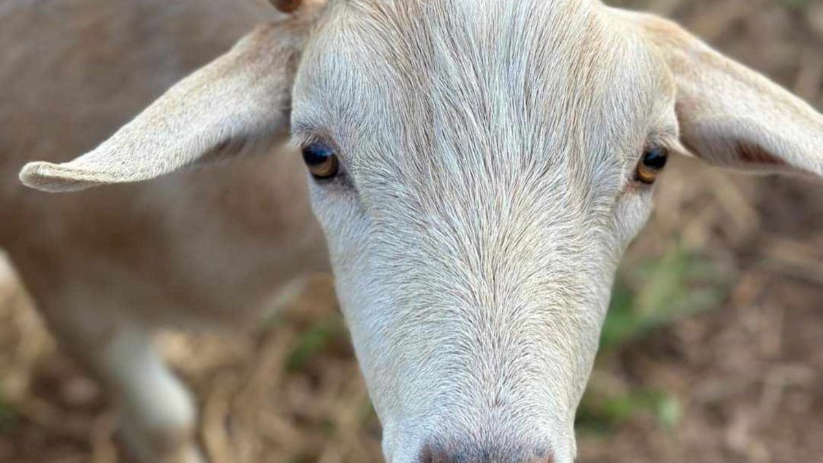Feed the cute goats Feed the cute goats