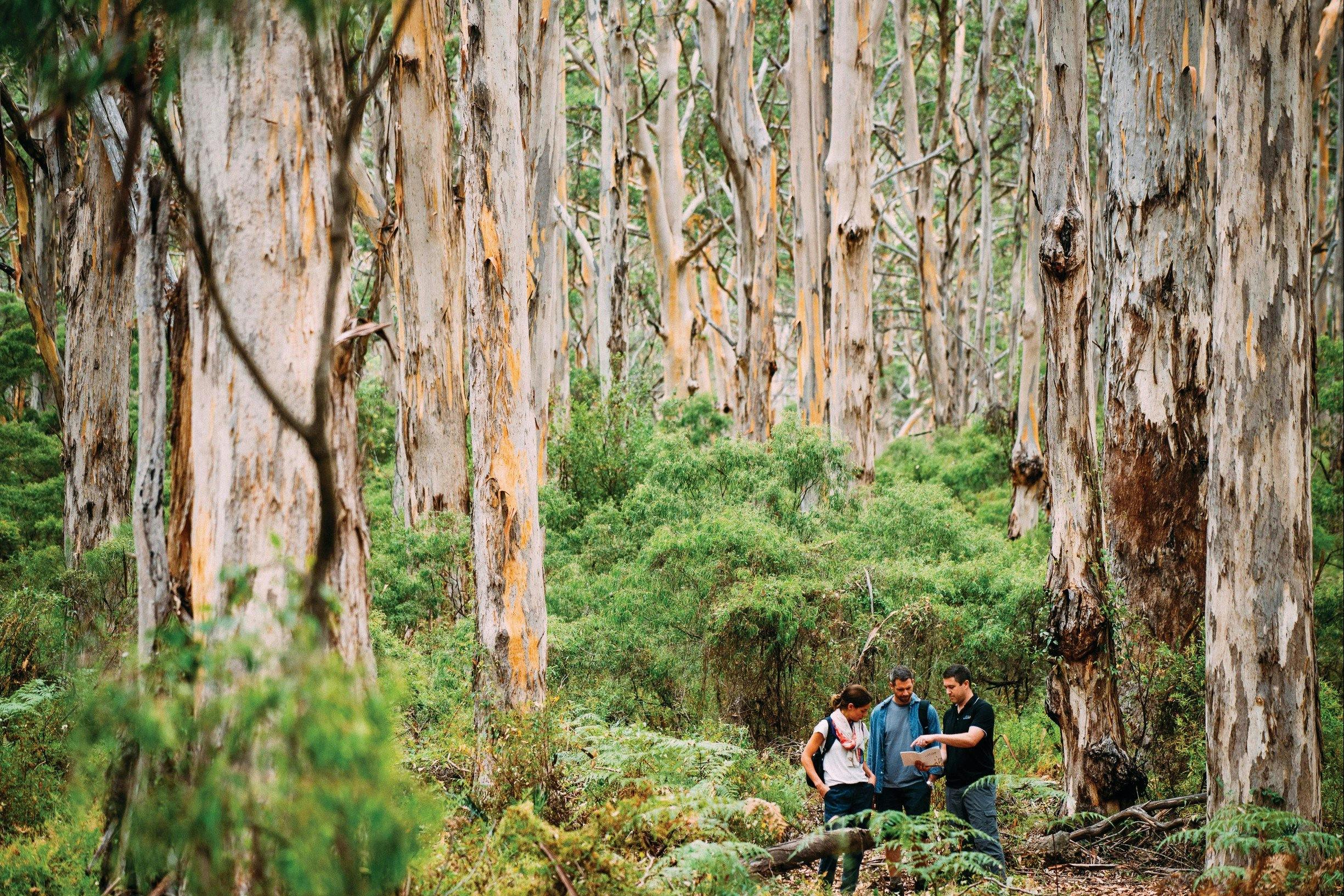 Jarrahland Wildflower Trail, Margaret River, Western Australia