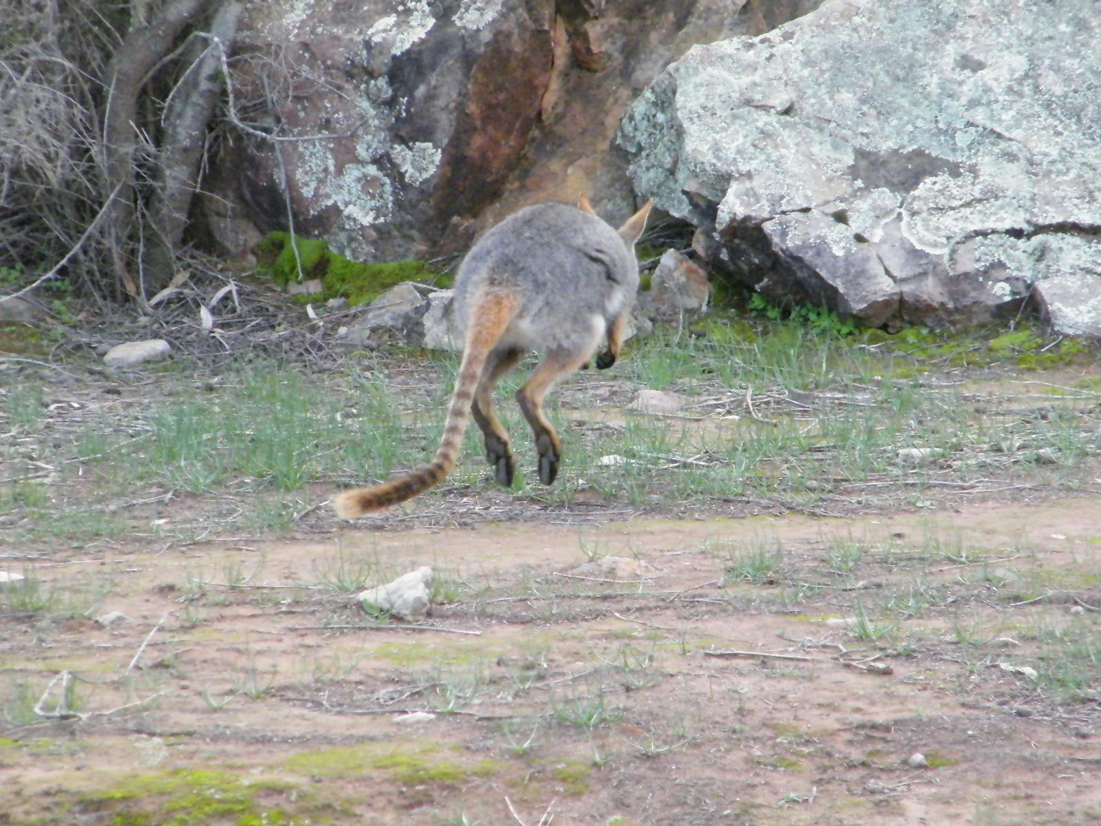 YELLOW FOOTED ROCK WALLABY
