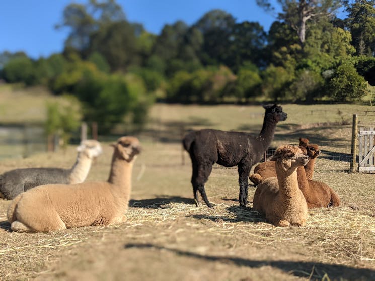 Alpacas resting after their breakfast