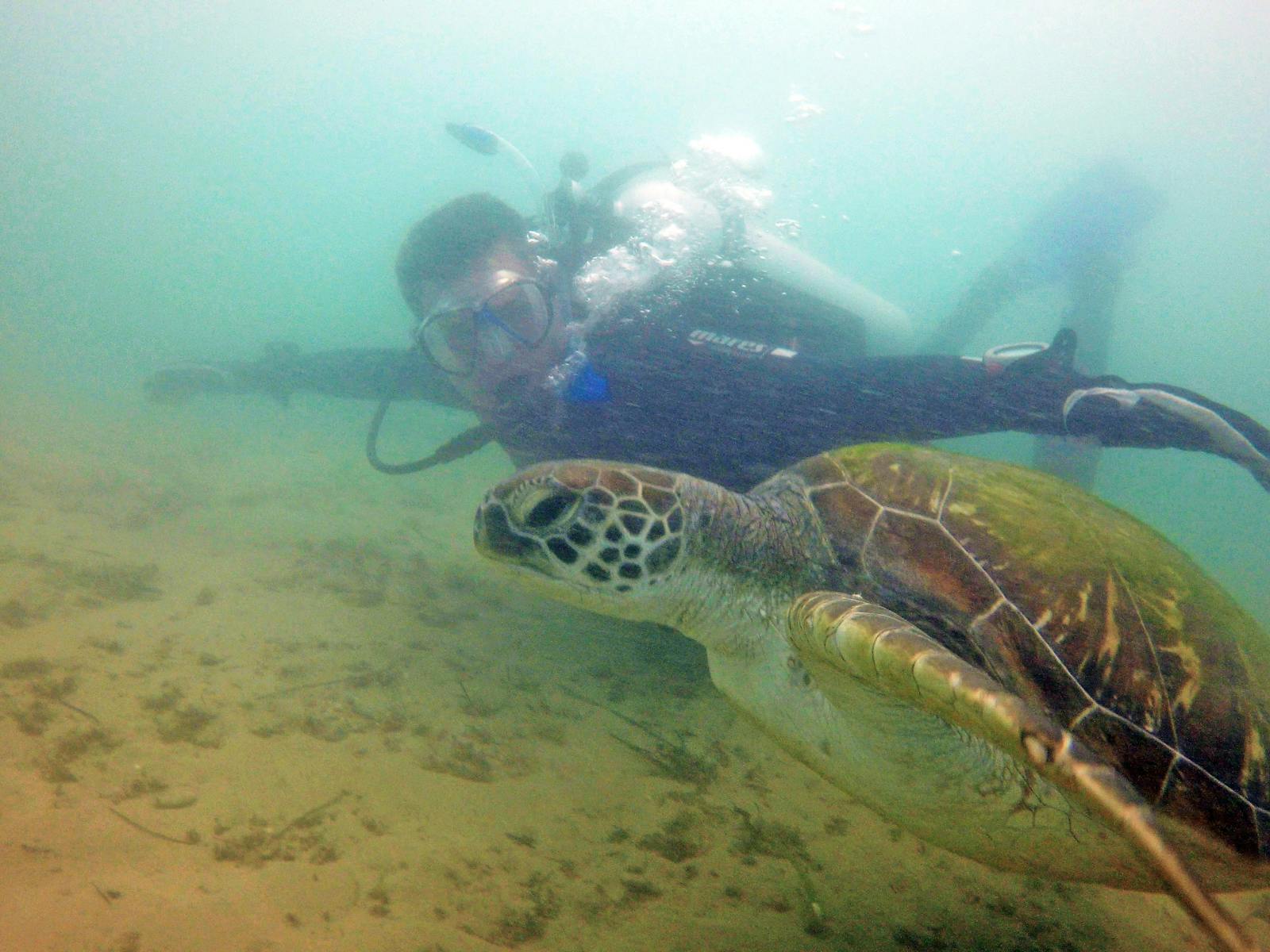 Gold Coast Turtle