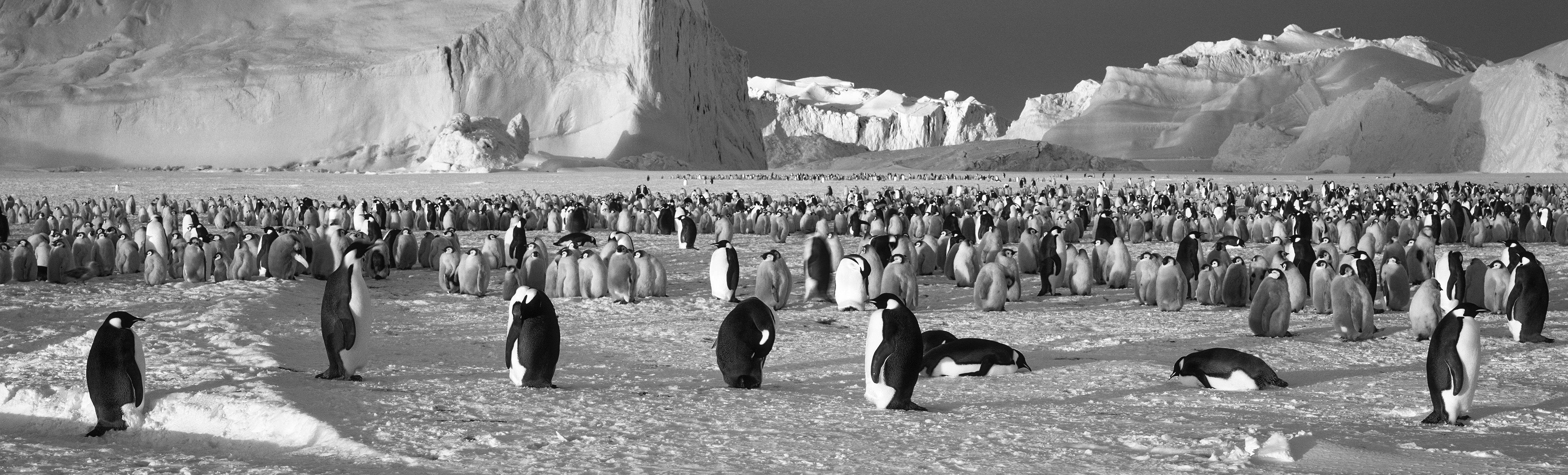 Soft light emperor penguins