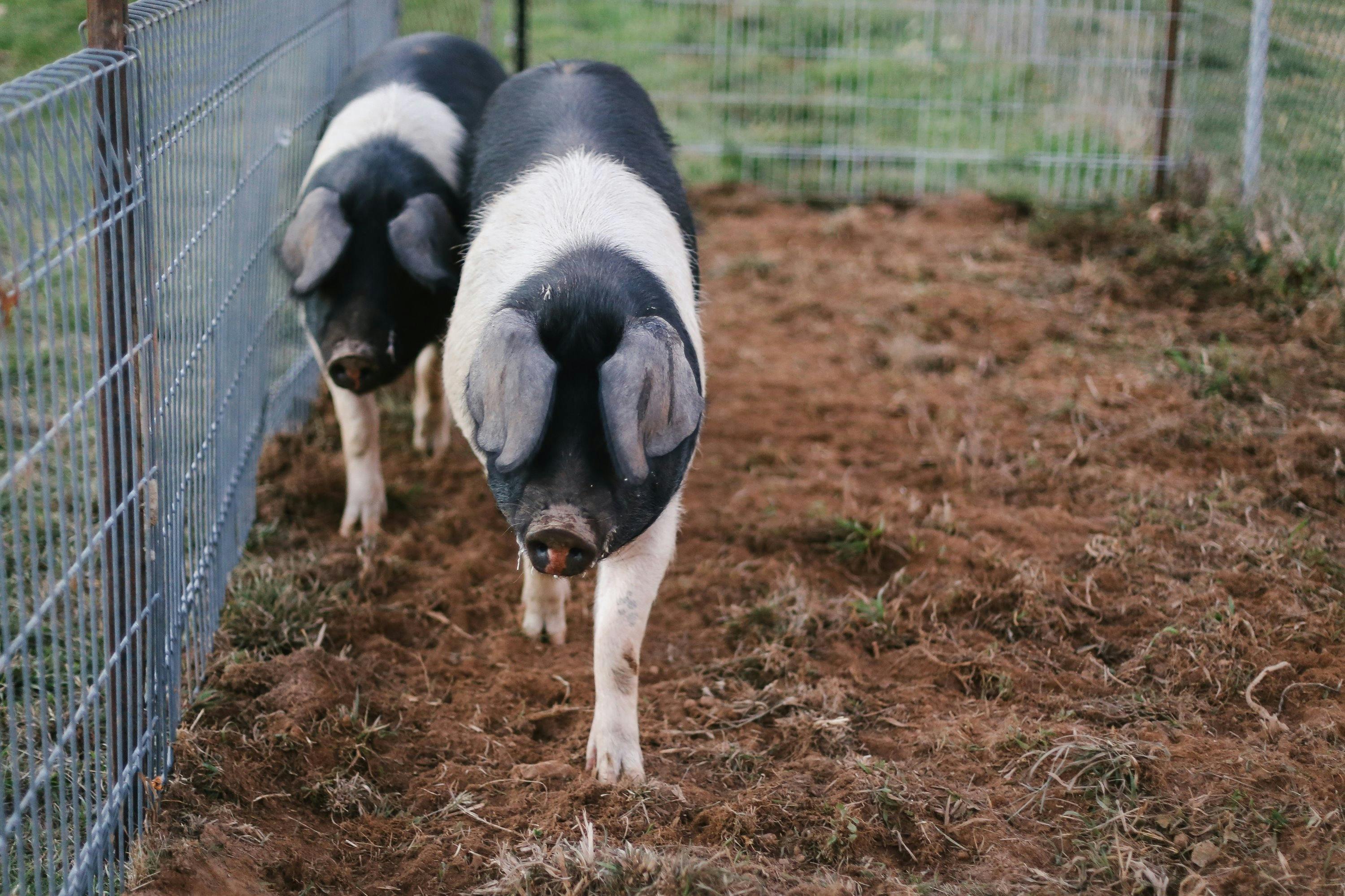 Pigs in an enclosure