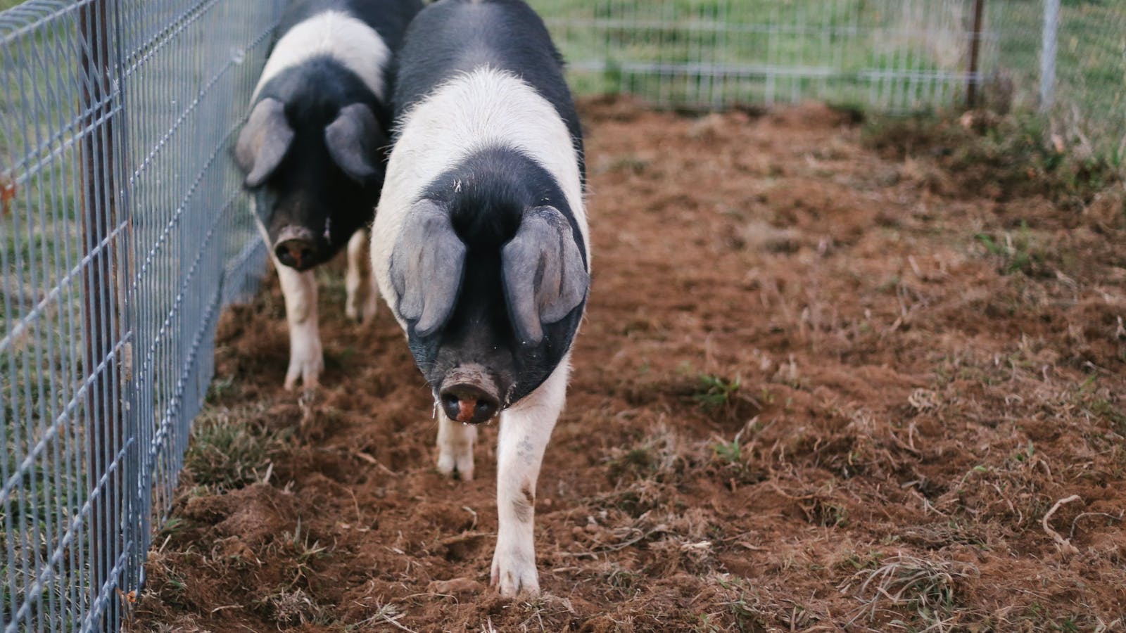 The Truffle Farm Canberra
