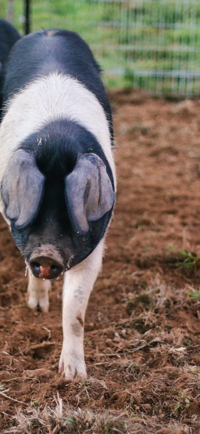 Pigs in an enclosure