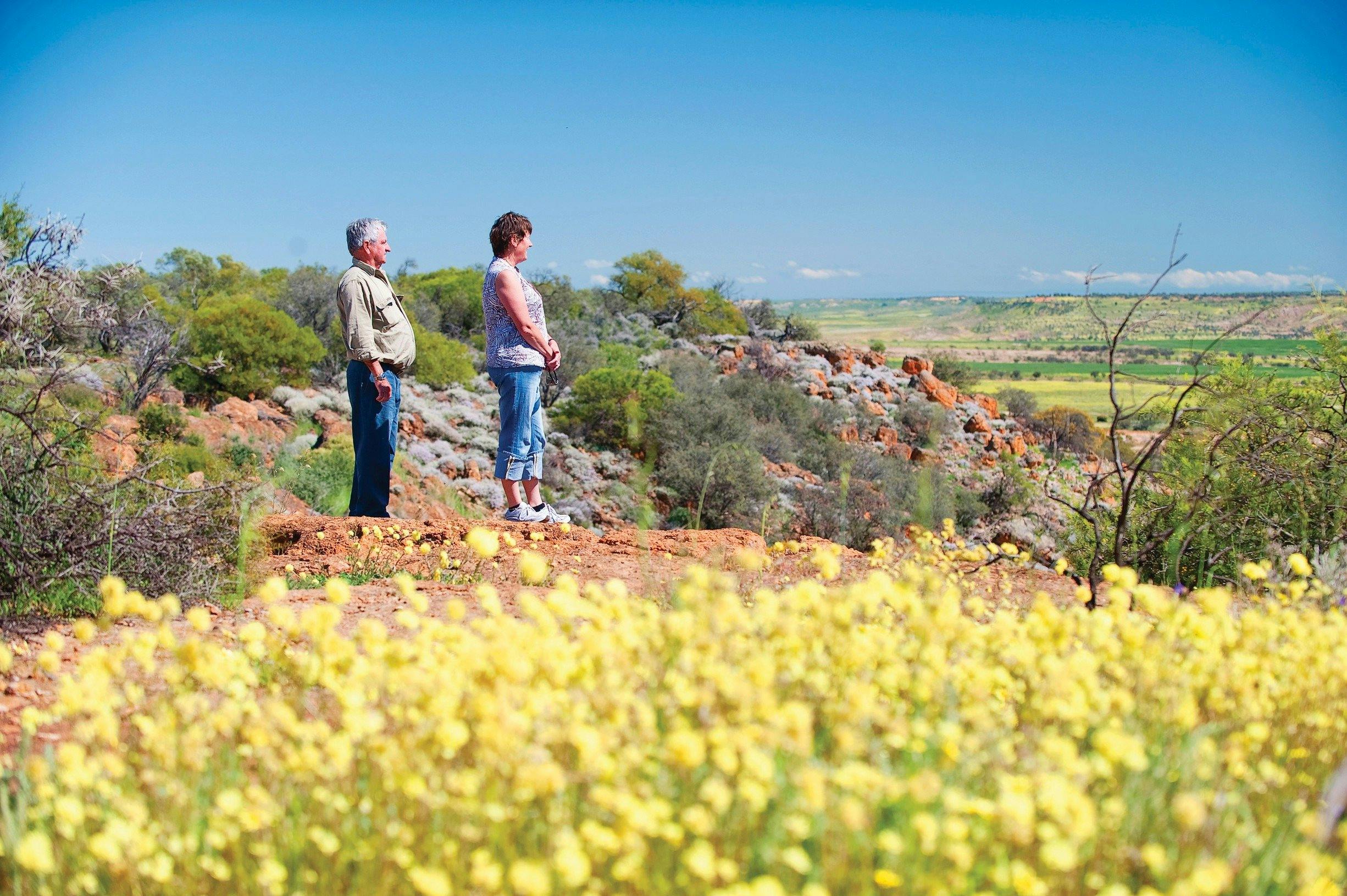 Everlastings Wildflower Trail, Mingenew, Western Australia