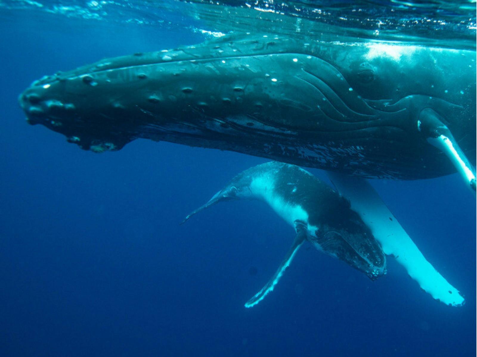 A humpback whale swims gracefully in deep blue ocean waters, with a young calf following closely