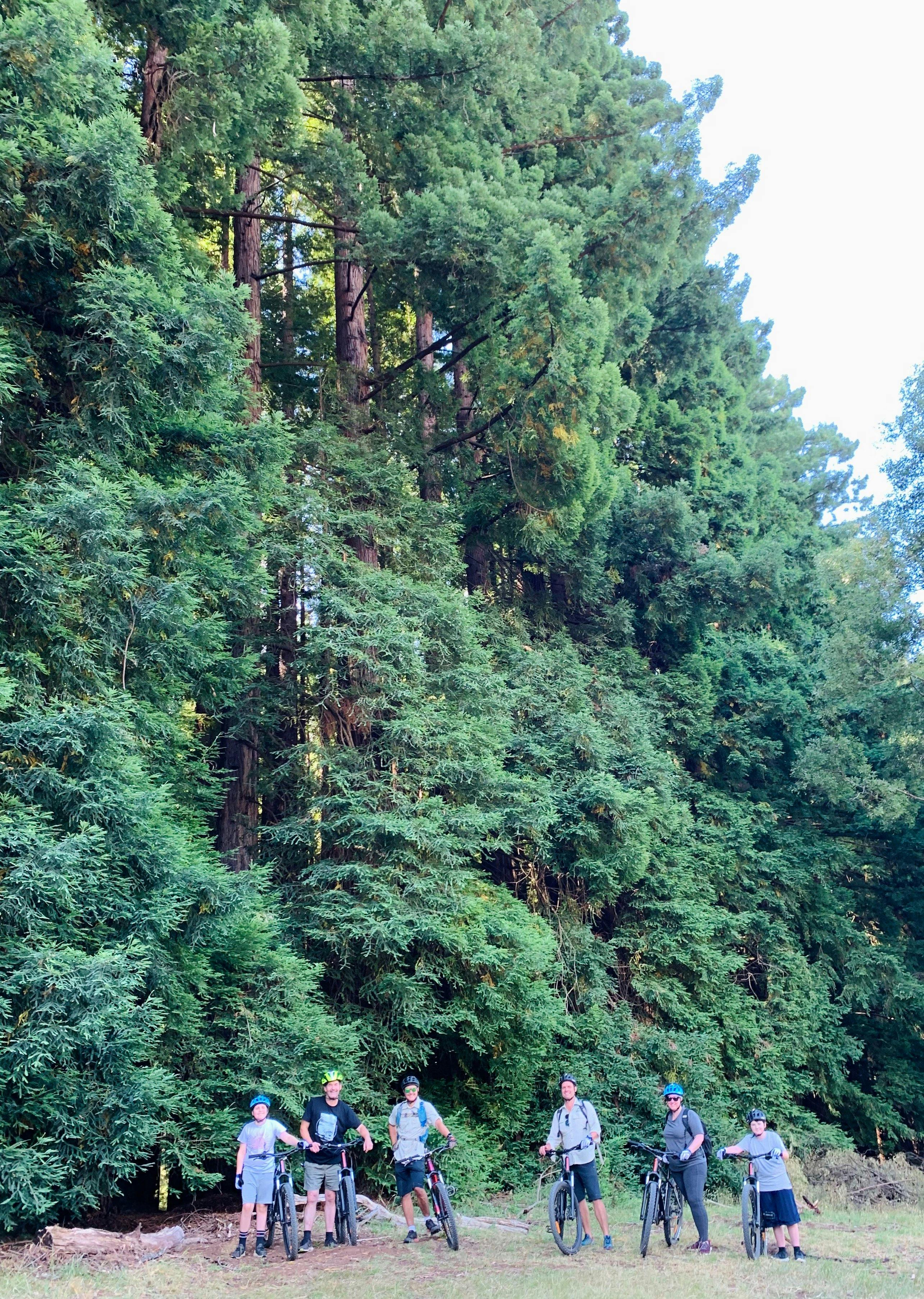 Redwood Forest Mountain Bike Tour
