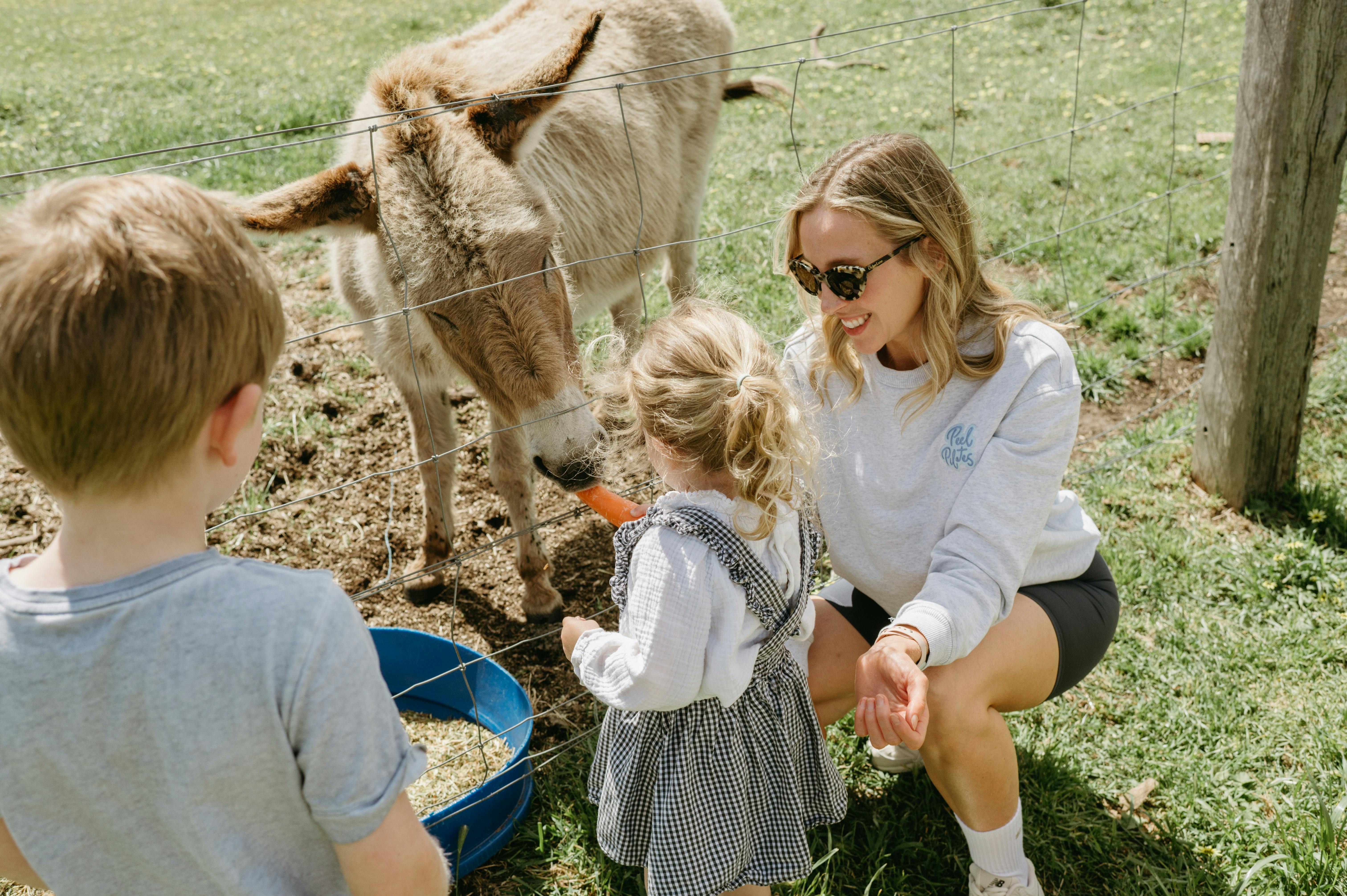 Farm Animals