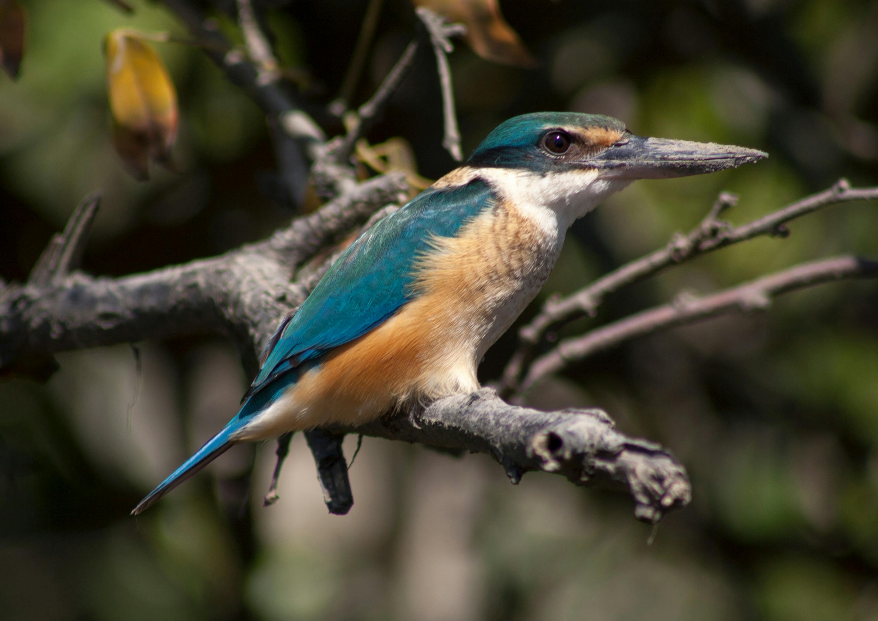 Birdlife on Proserpine River