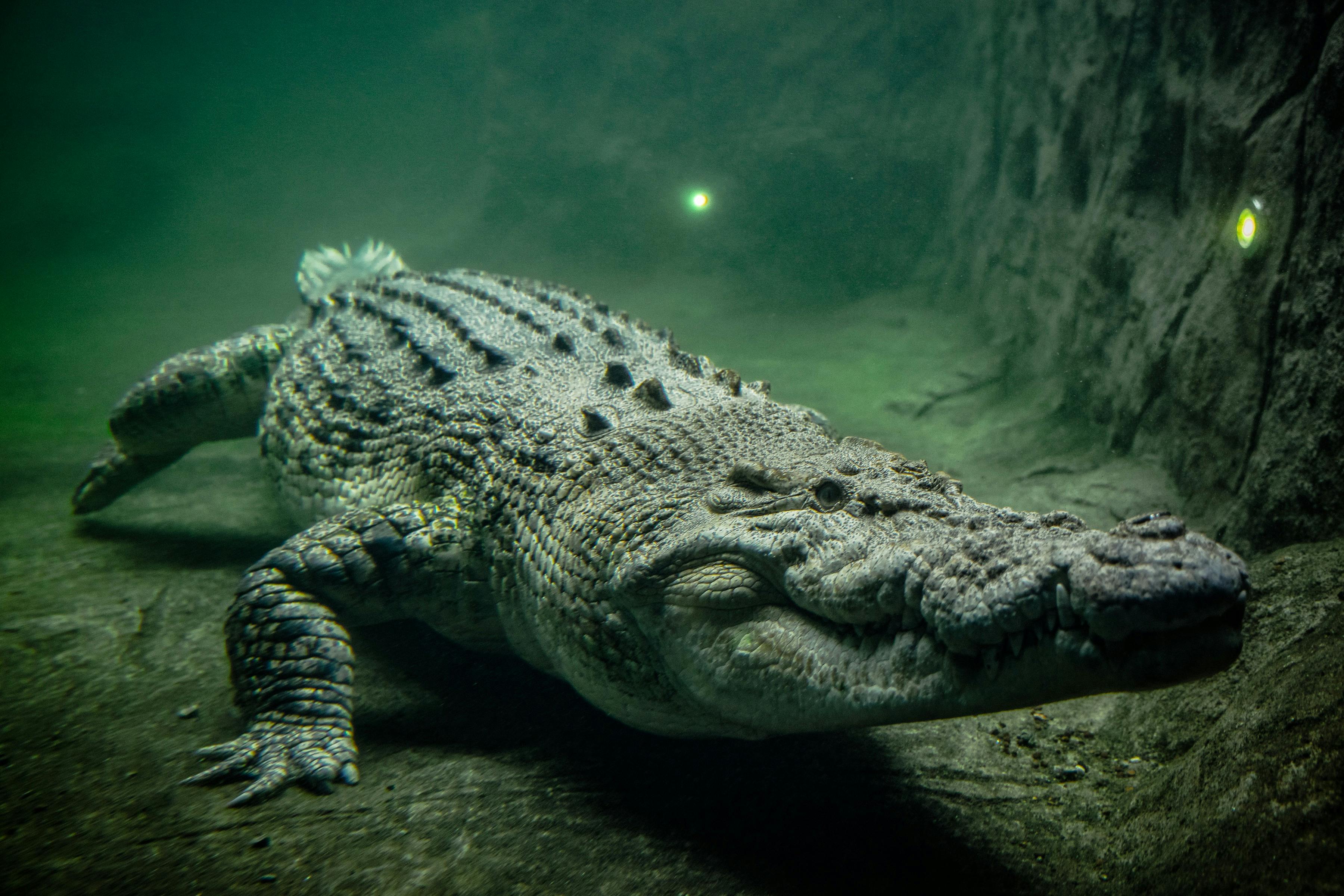 Rocky the Saltwater Crocodile
