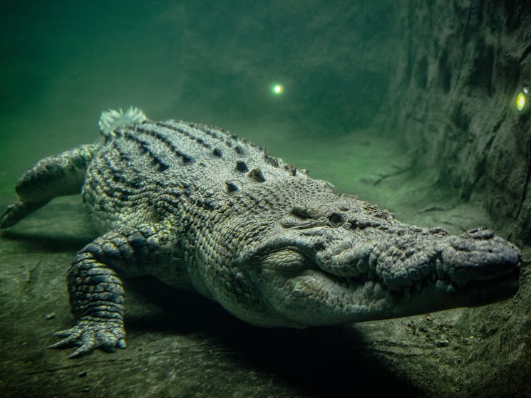 Rocky the Saltwater Crocodile