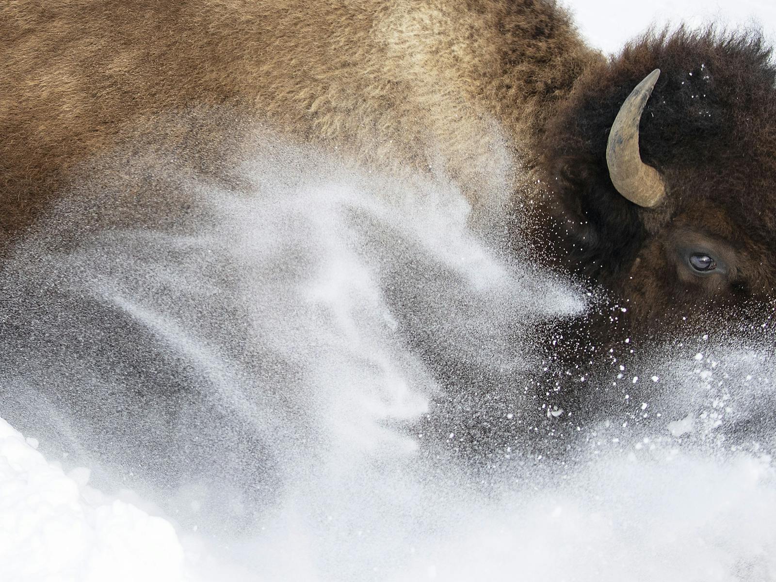 Image for Wildlife Photographer of the Year
