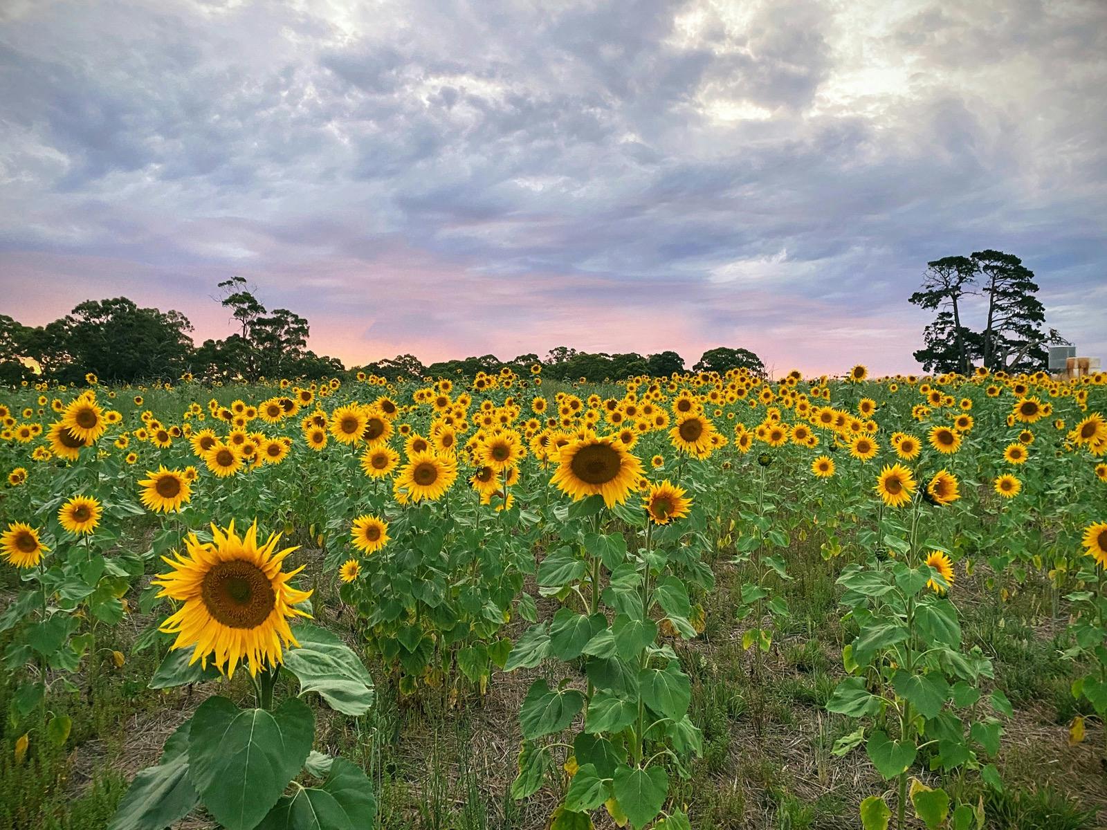 Atkins Farm Sunflower Farm
