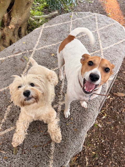 Happy dogs