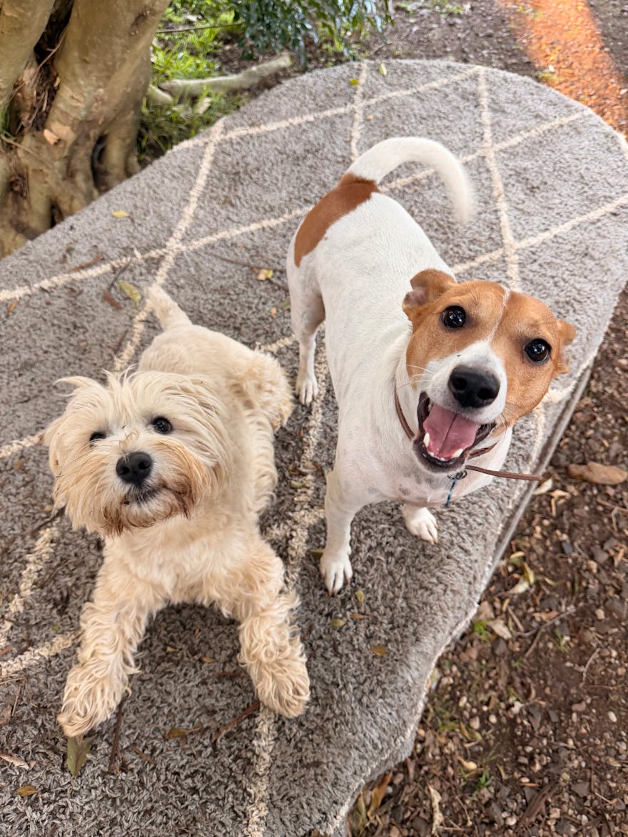 Happy dogs