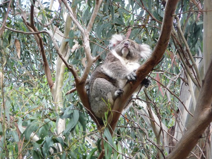 4WD Aussie Swagabout Tours Kangaroo Island