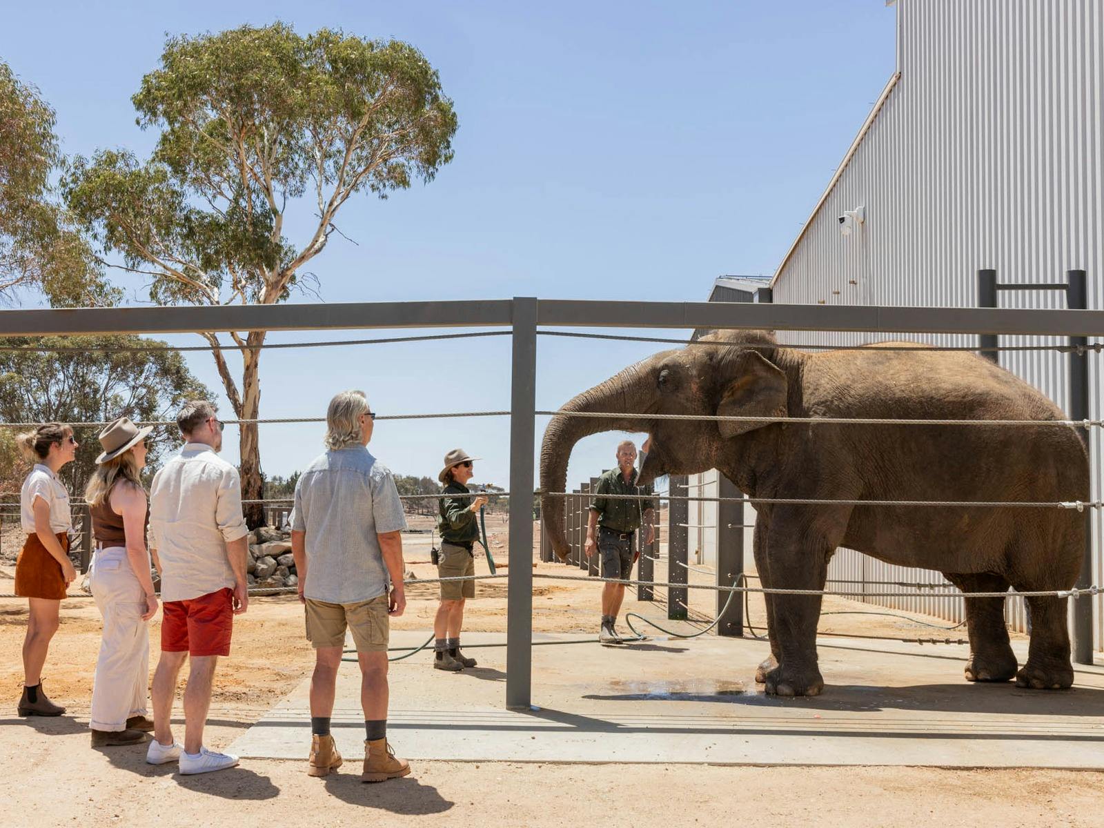 A VIP Asian Elephant Experience