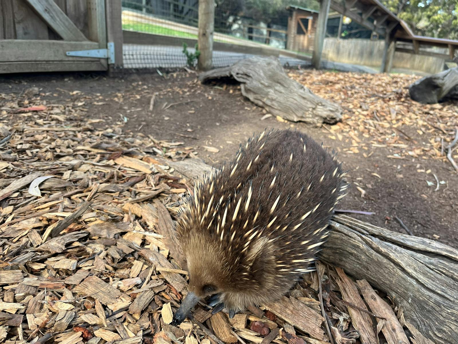 Echidna in the sanctuary