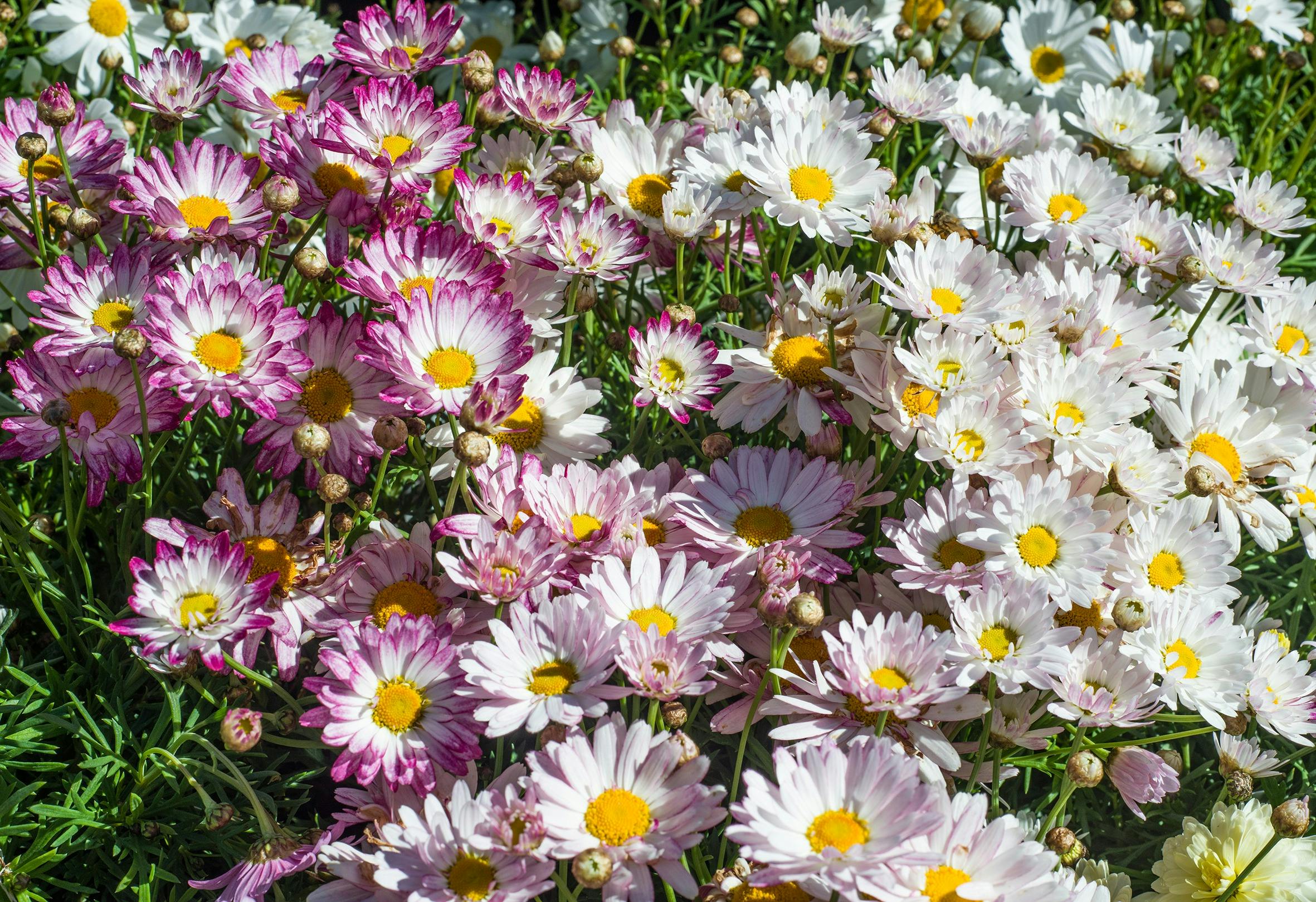 pink and white flowering daisies