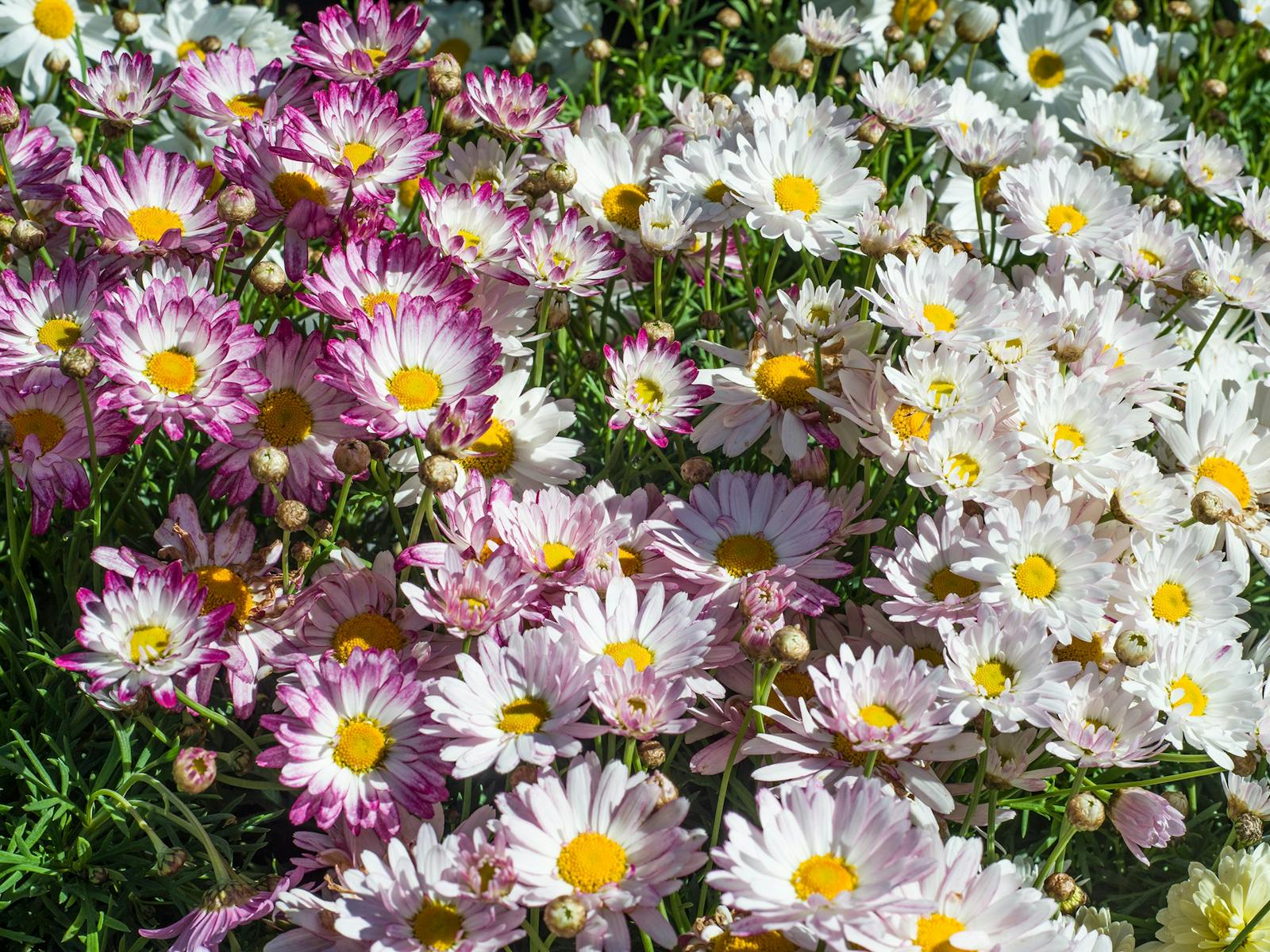 Flowering plants