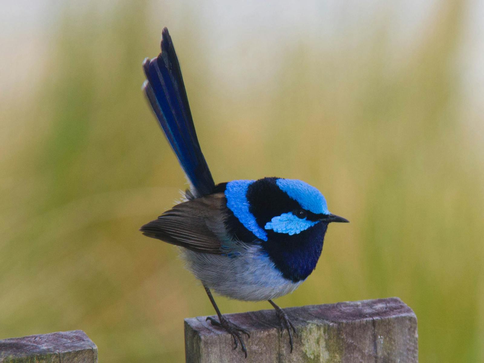 male superb fairywren