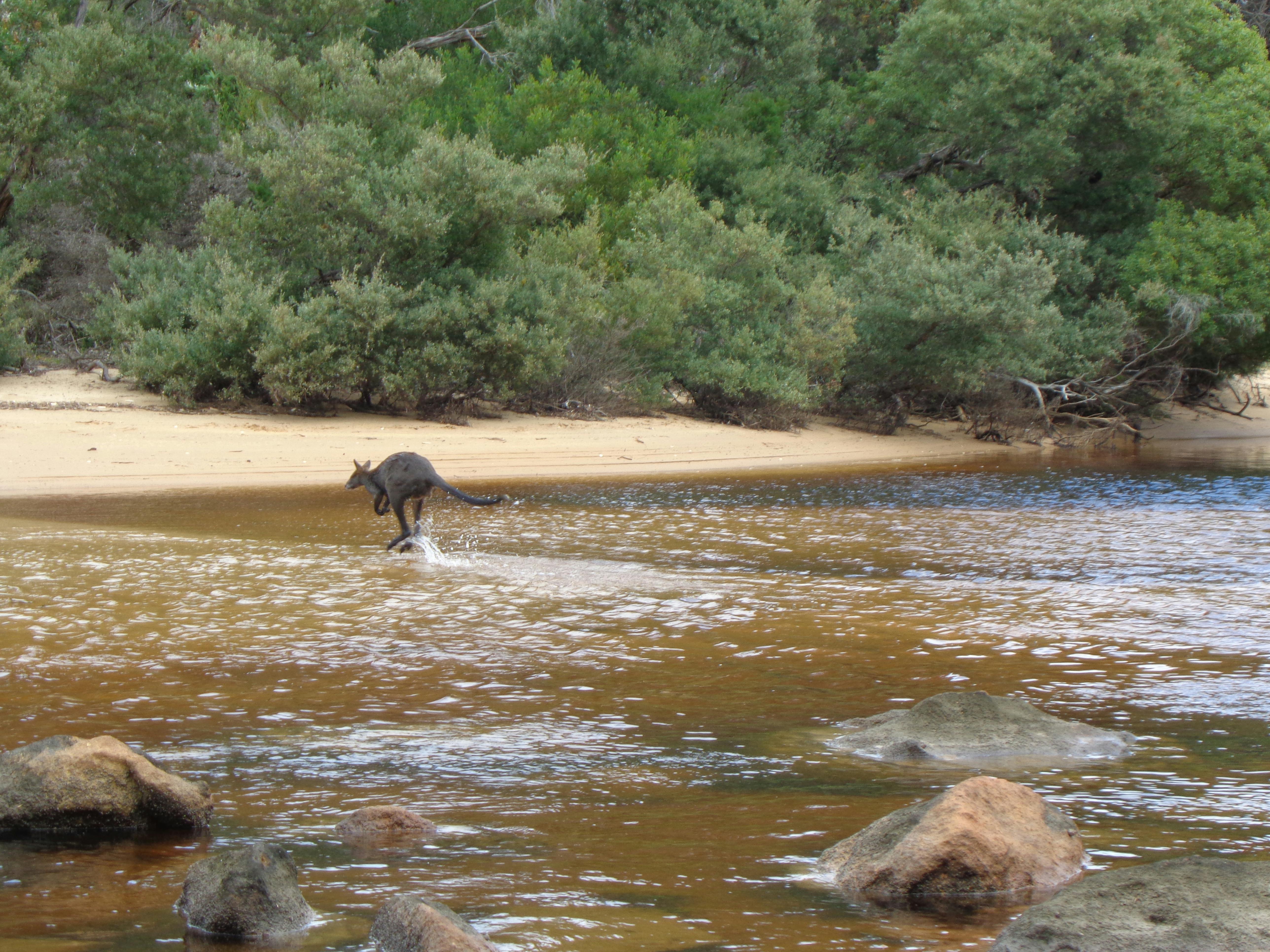 Wildlife experience crossing Miranda Creek