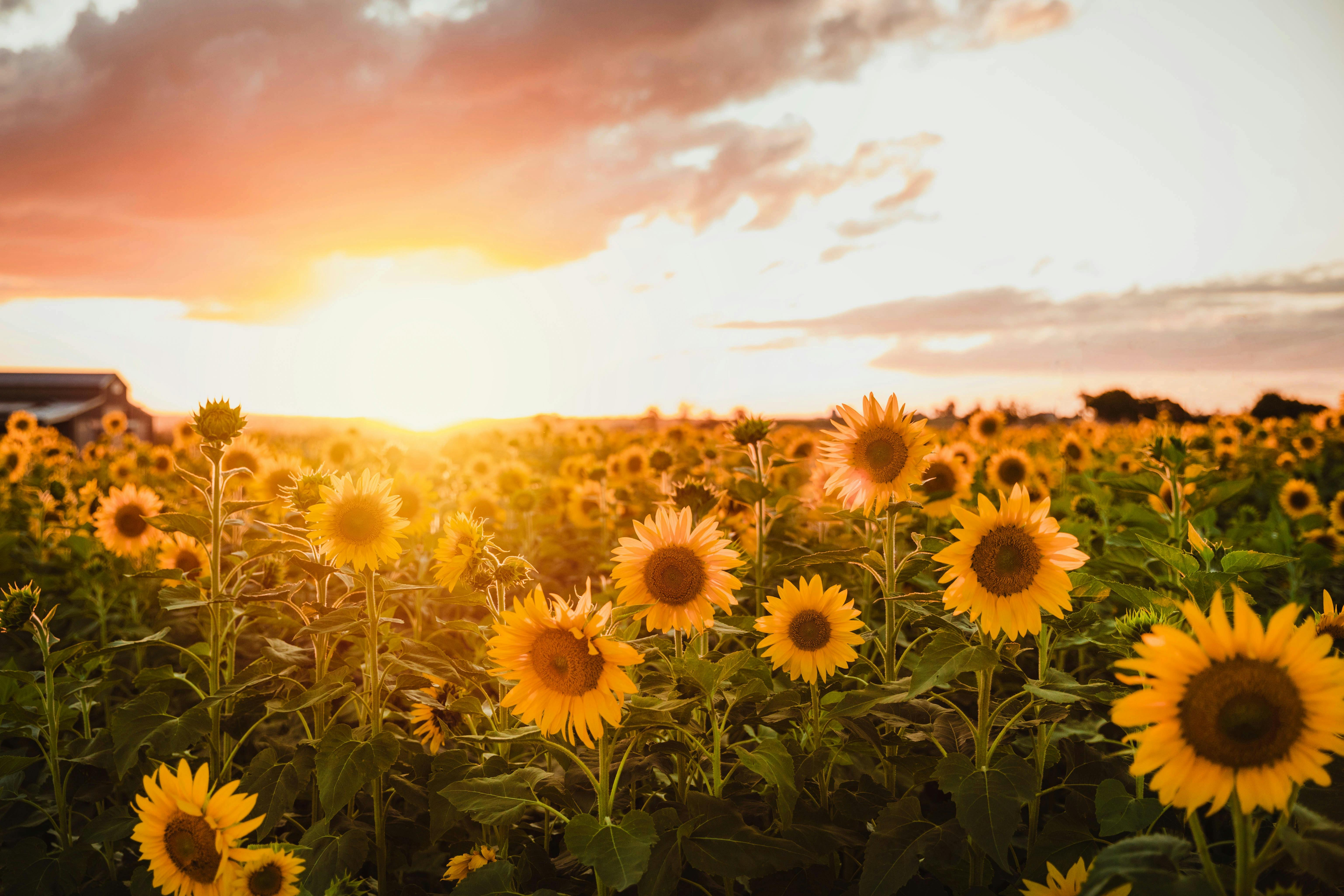 Sunflowers