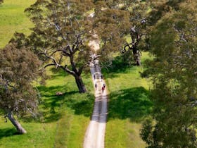 Aussie Camino walkers walking through red gum farmland