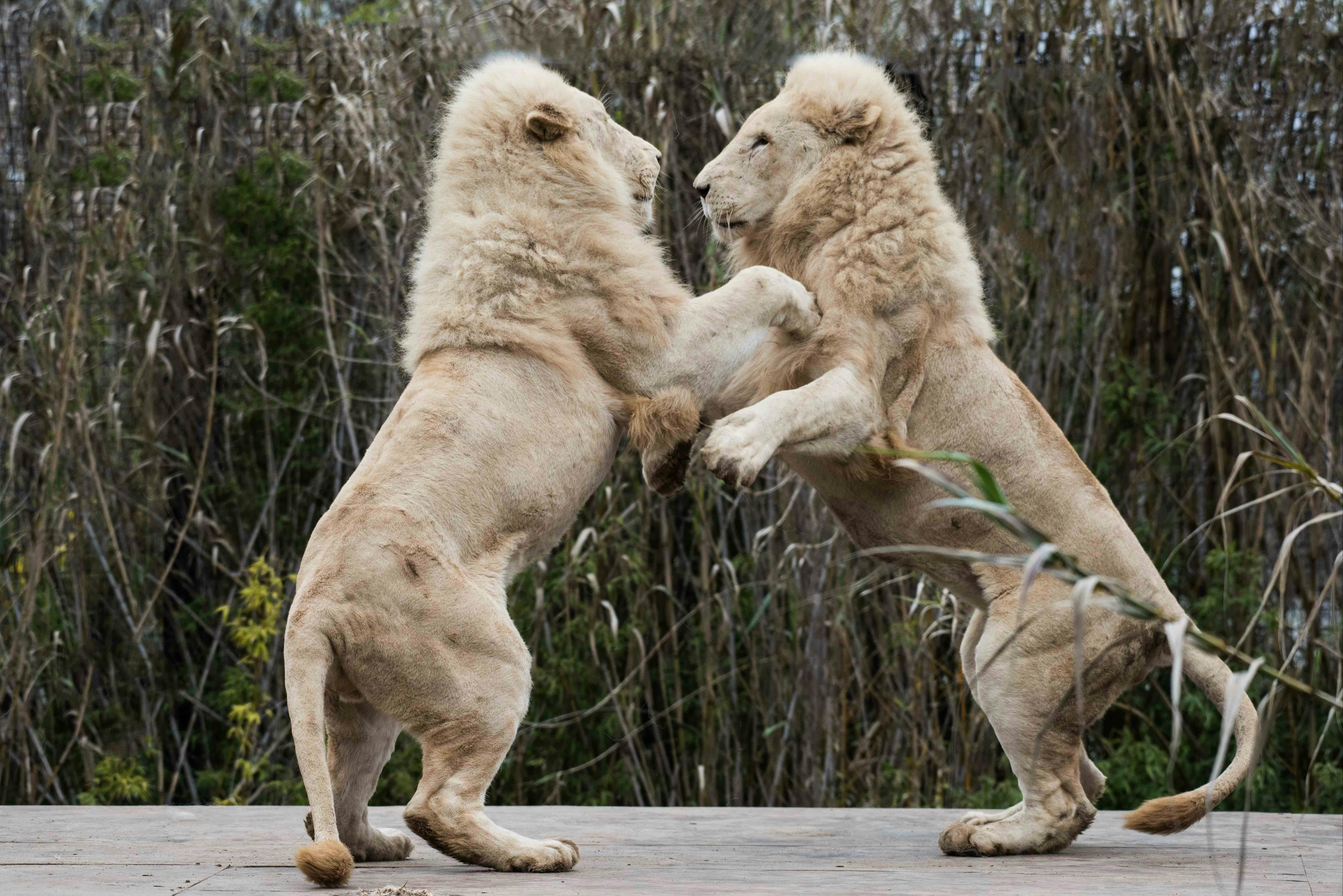 Two lions playing at the National Zoo & Aquarium